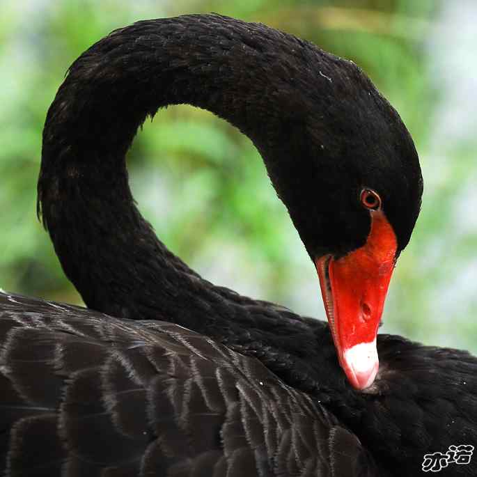 圆明园&nbsp;wbr路&nbsp;wbr黑天鹅梳羽