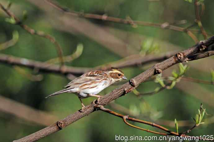 雌性黄喉鹀（13）