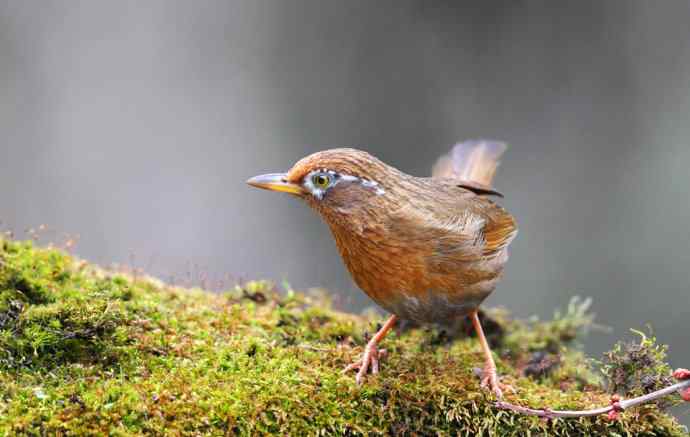 【画眉深浅入时无 wbr不如林间自在啼】（野生画眉鸟一组）