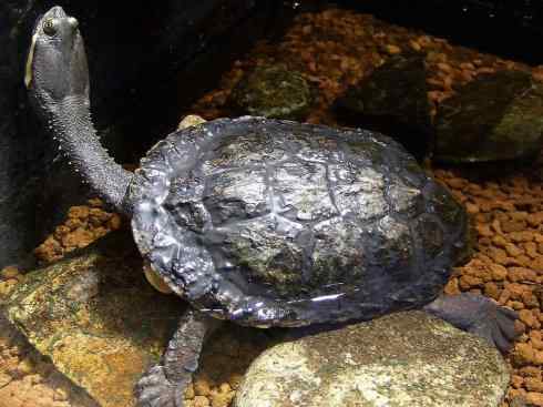 玄武：传说的兽原型探秘（玛塔龟）