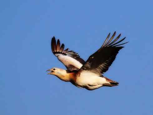 鸟类之最：大鸨