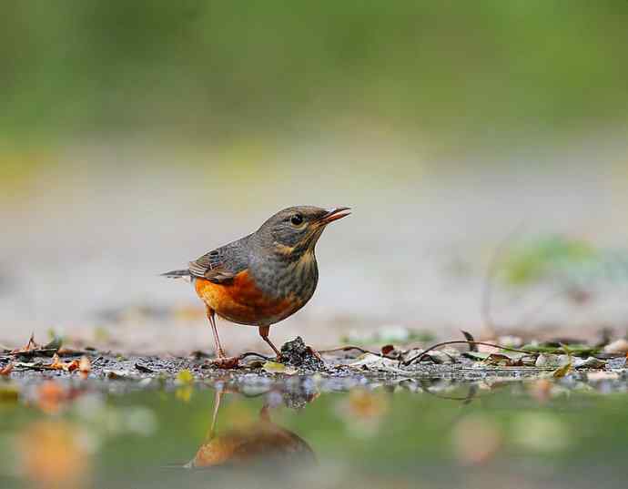 ［让梦想不再奢侈］（我眼中的白眉地鸫和灰背鸫）