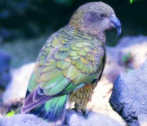 天生猎手:非猛禽类猎手之七 天生猎手:非猛禽类猎手之七