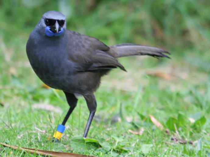 盘点十二大著名食蚁动物：短吻针鼹