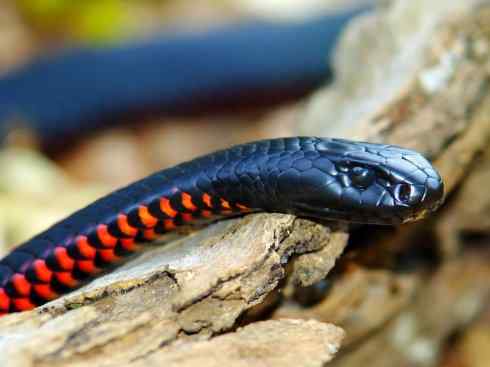 龙：传说的兽原型探秘（澳洲眼睛蛇类）