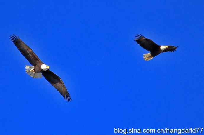 雄鹰翱翔蓝天