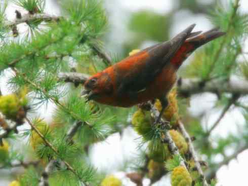 家禽驯化之源之二十六