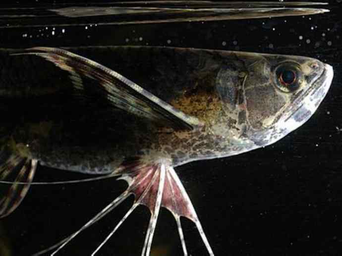 鱼类活化石：齿蝶鱼