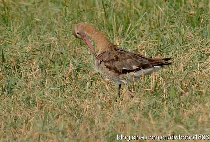 黑尾塍鹬鈥斺斈诿晒勰裥校ㄈ