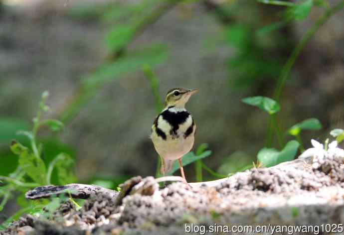 山鹡鸰(1) 山鹡鸰(1)