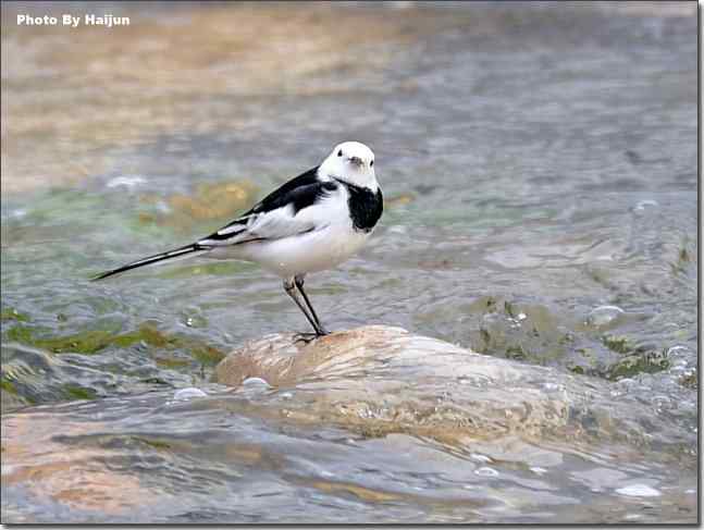  点击图片或使用键盘← →翻页