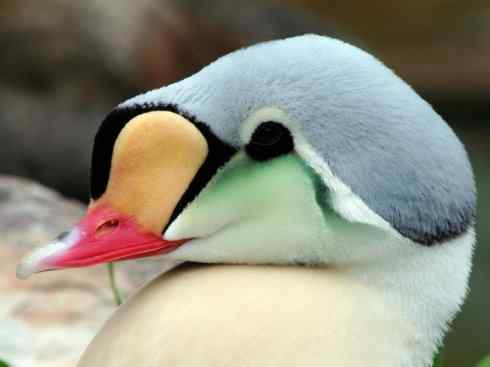 欣赏：美丽的海鸭