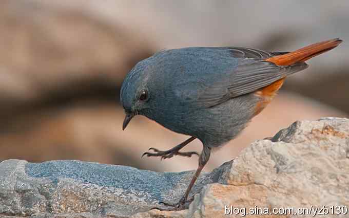 终于成功偷拍京城明星（组图，12张图片）
