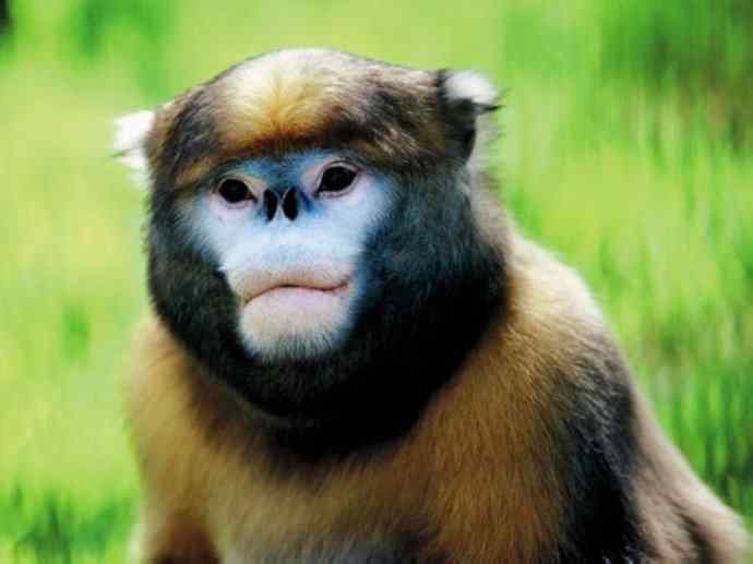 犬科：犬亚科犬属之貉