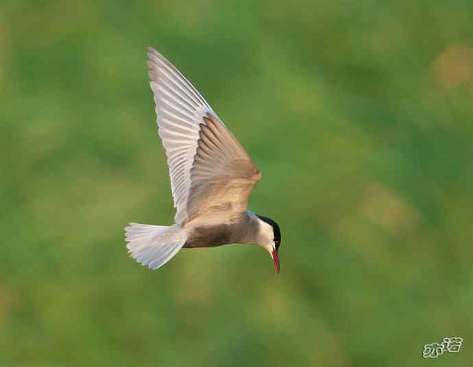 衡水湖 wbr路 wbr须浮鸥 衡水湖 wbr路 wbr须浮鸥