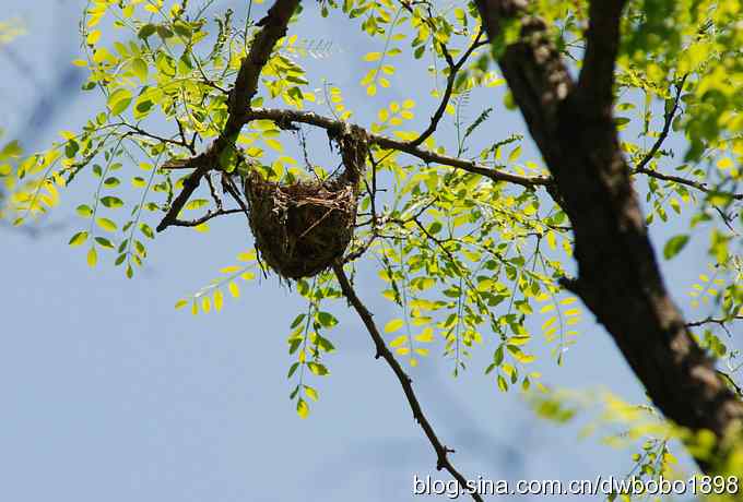 朱雀和北宫的鸟