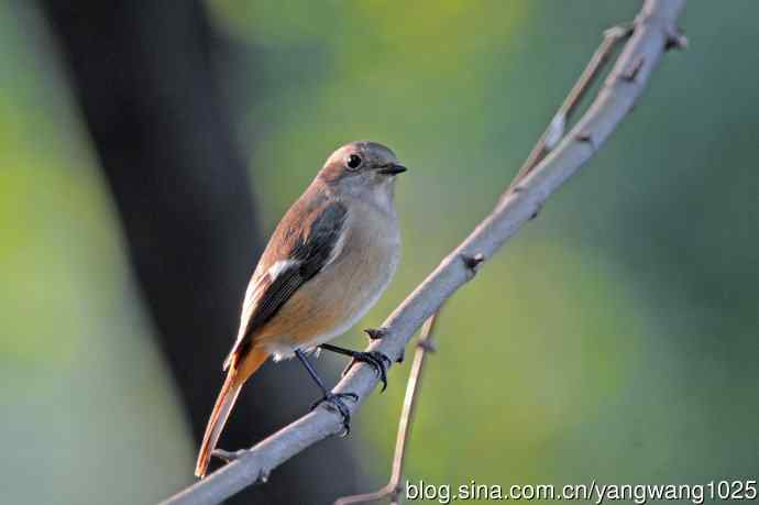 雌性北红尾鸲（秋季）