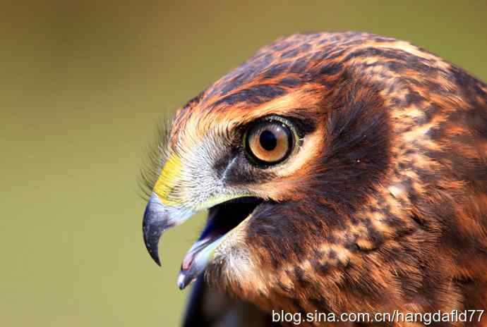 鹰隼肖像