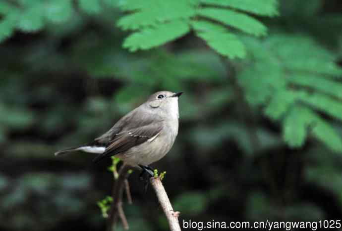 红喉姬鹟（10）