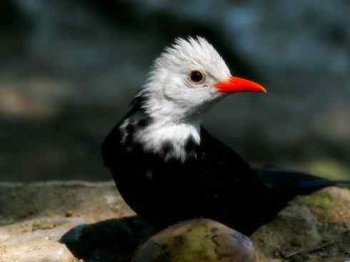 白头鸟系列:另类的美丽（黑短脚鹎）