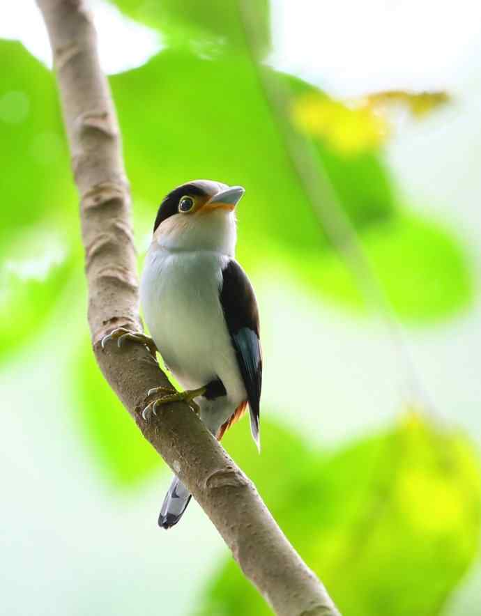 116@365 wbr龟速移动后拿下的银胸丝冠鸟靓照