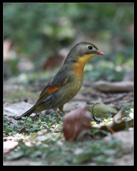 寻找红嘴相思鸟 寻找红嘴相思鸟