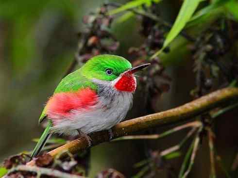 绝色攀禽:佛法僧目之短尾鴗