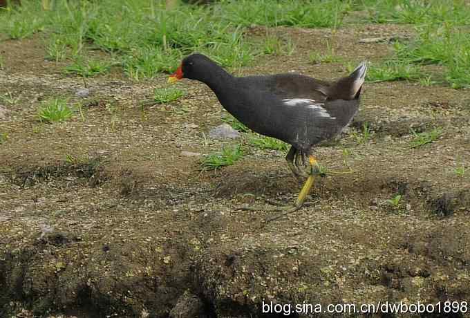 沙河水鸟乐拍 沙河水鸟乐拍
