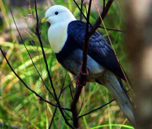 白头鸟系列：另类的美丽11（鸠鸽）