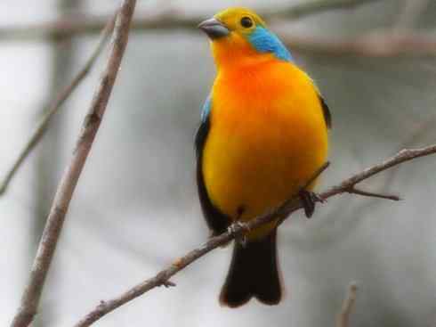 美丽无罪：雀鸟之彩鹀