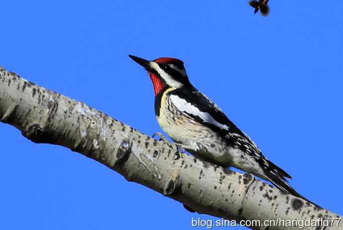 黄腹吸汁啄木鸟 黄腹吸汁啄木鸟