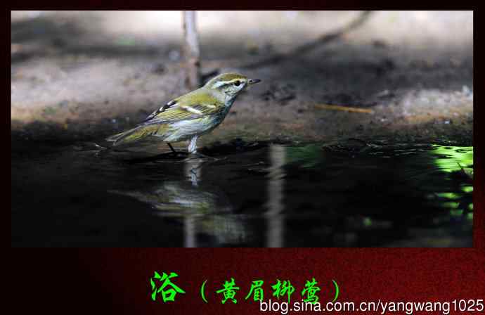浴（黄眉柳莺）