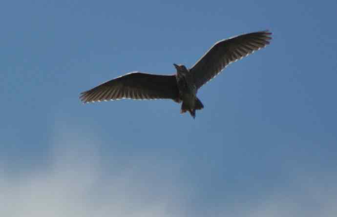 飞（夜鹭） wbr5