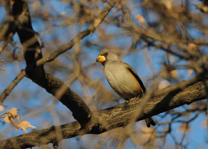 北京动物园的鸟类——随走随拍（蜡嘴鸟）
