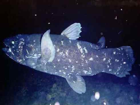 鱼类活化石：矛尾鱼