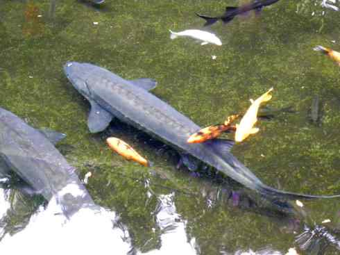 鱼类活化石：中华鲟