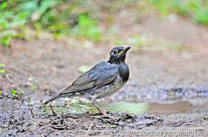 乌灰鸫(1) 乌灰鸫(1)