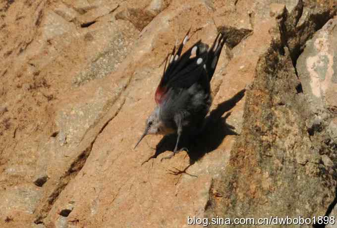 优雅红翅 旋壁山岩
