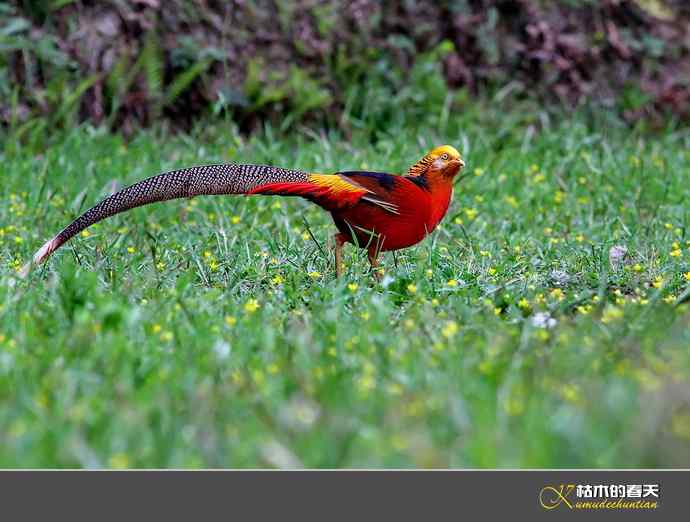 洋县拍鸟：红腹锦鸡