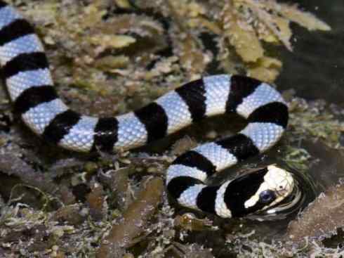 龙：传说的兽原型探秘（海蛇类）