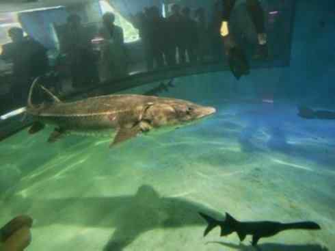 鱼类活化石：中华鲟