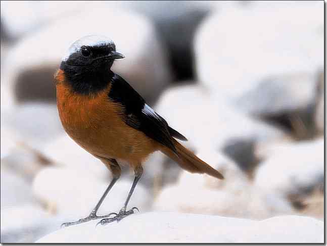  点击图片或使用键盘← →翻页