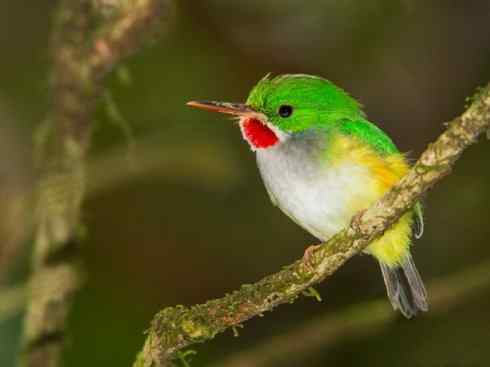 绝色攀禽：佛法僧目之短尾鴗