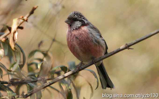 求鸟名（组图）