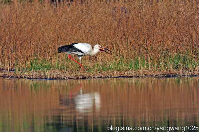 捕鱼进餐的东方白鹳