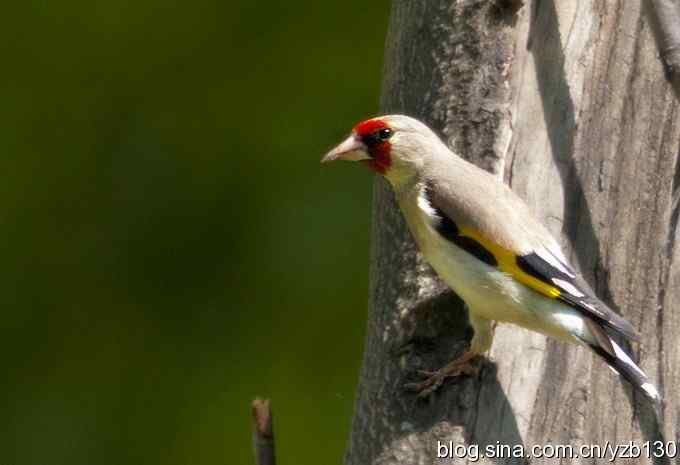 漂亮的红额金翅（组图，）
