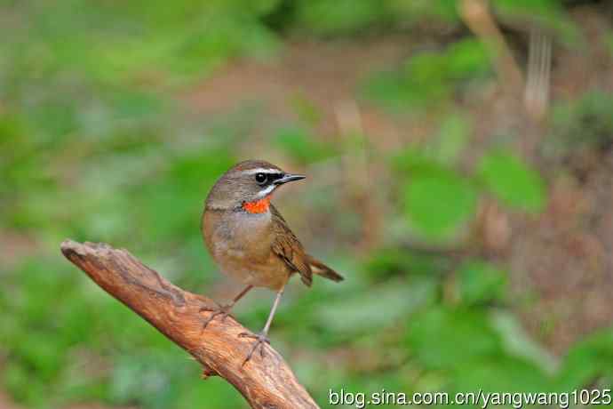 北京天坛公园的鸟类——雄性红喉歌鸲（9）
