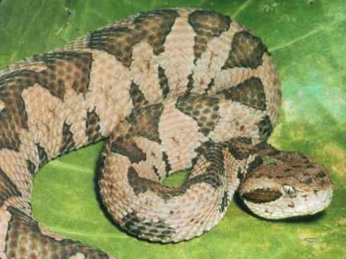 龙：传说的兽原型探秘（响尾蛇类）