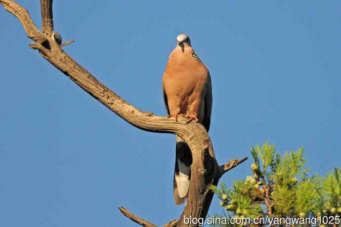 珠颈斑鸠(随拍) 珠颈斑鸠(随拍)