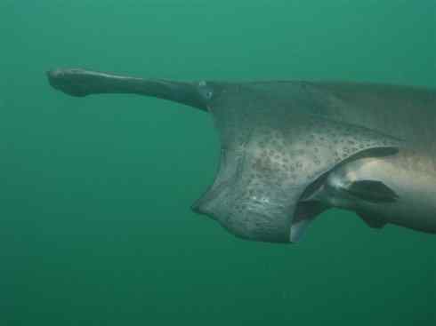 鱼类活化石：匙吻鲟科